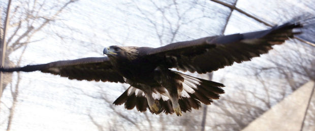 Wildlife center increasing space to aid injured eagles